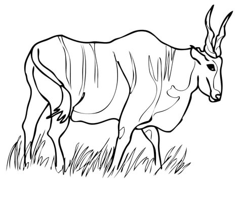 Eland Antelope Coloring Page